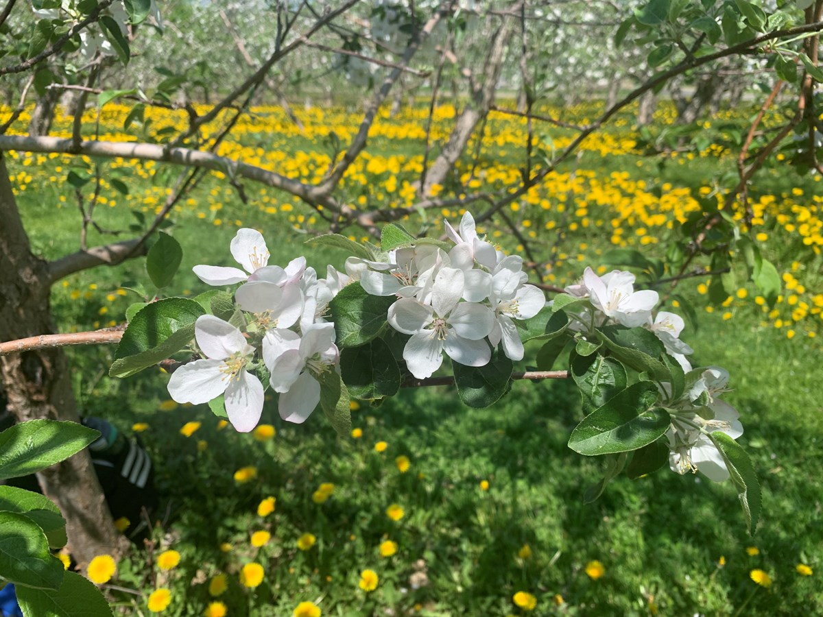 Fleurs de pommier 