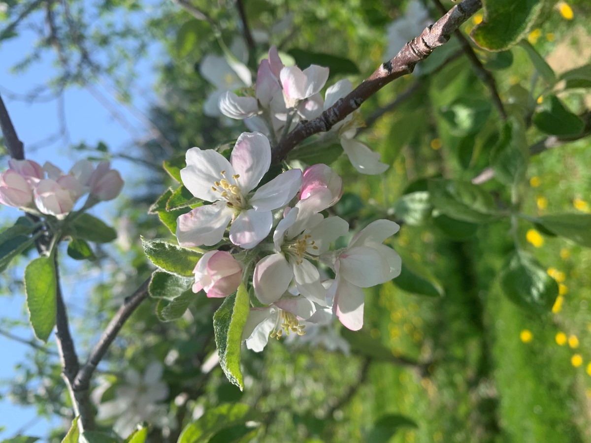 Fleurs de pommier