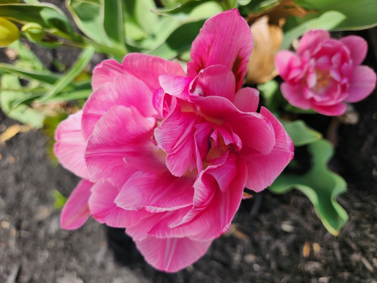 Tulipe 