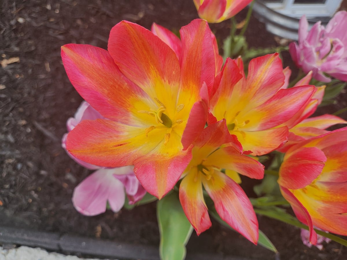 Tulipe 