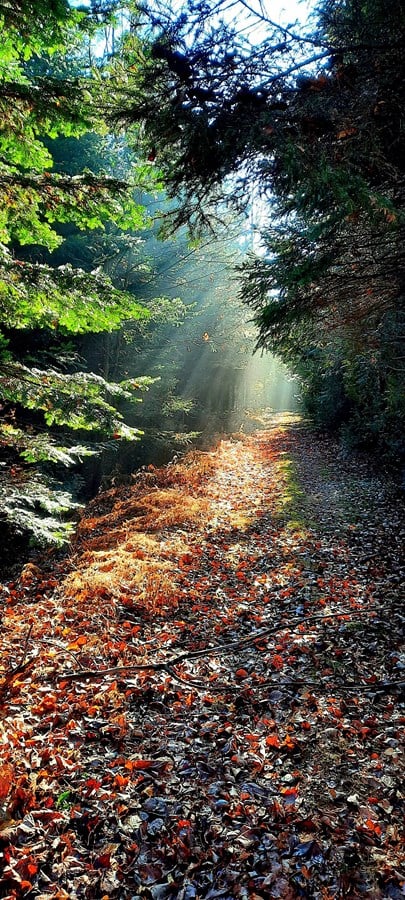 Forêr