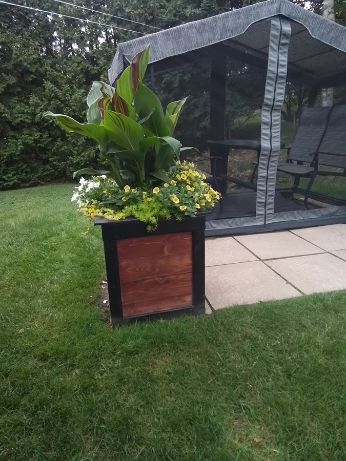 Mes fleurs