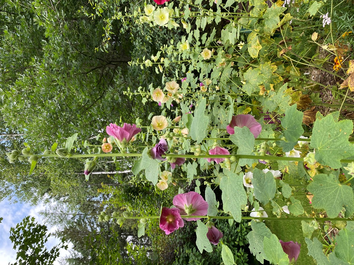 roses trémières